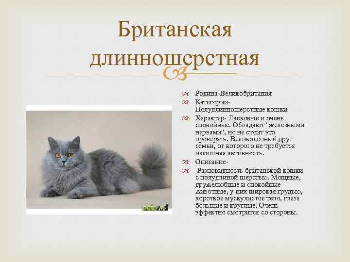 Британская короткошерстная кошка: фото, описание породы, ухода и содержания