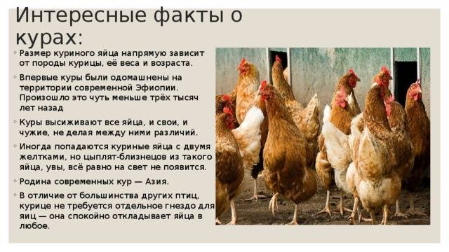 Куры: сколько стоит живой петух, несушки и цыплята с птицефабрики
