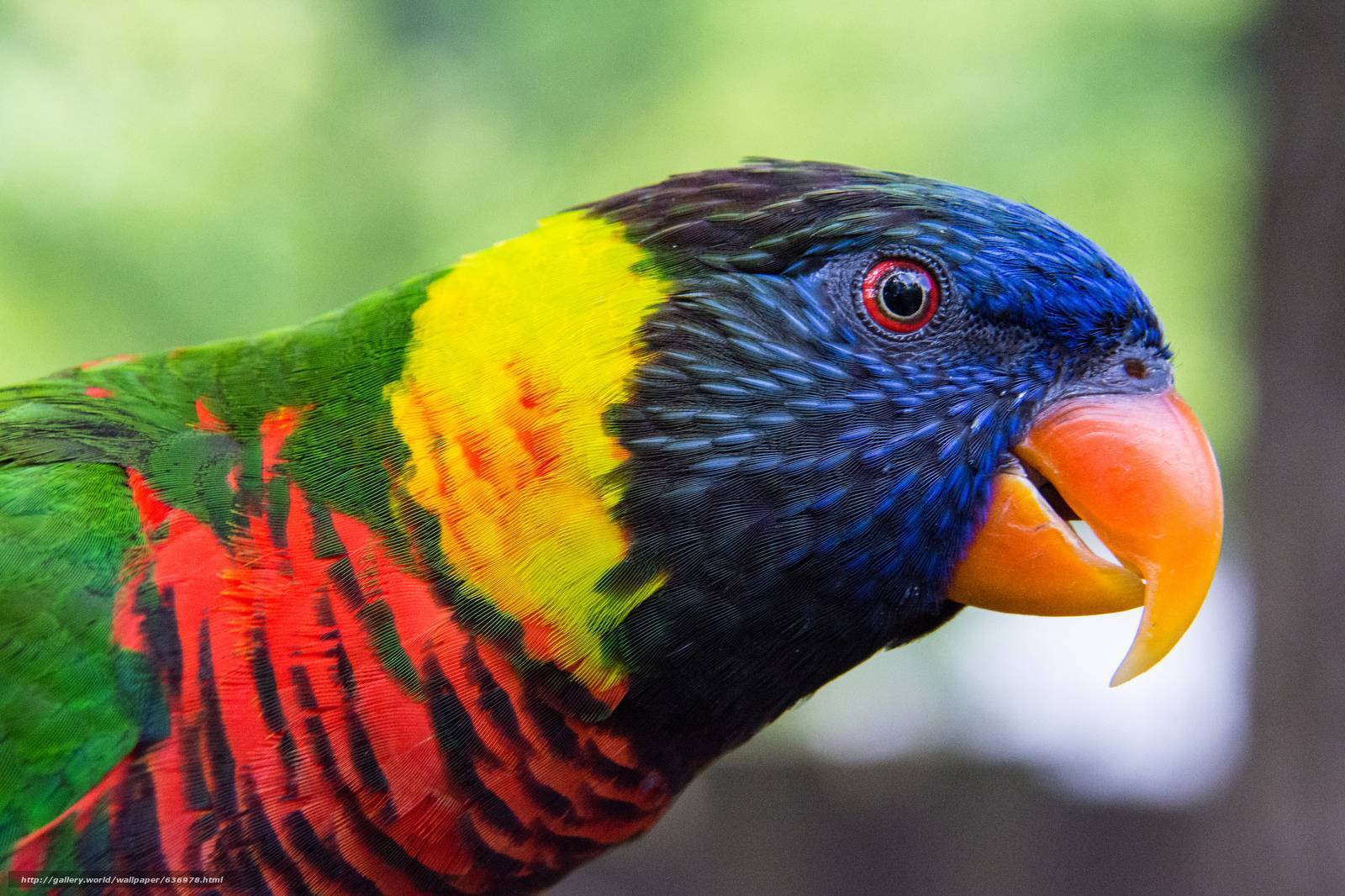 Лорикет попугай. образ жизни и среда обитания попугая лорикет