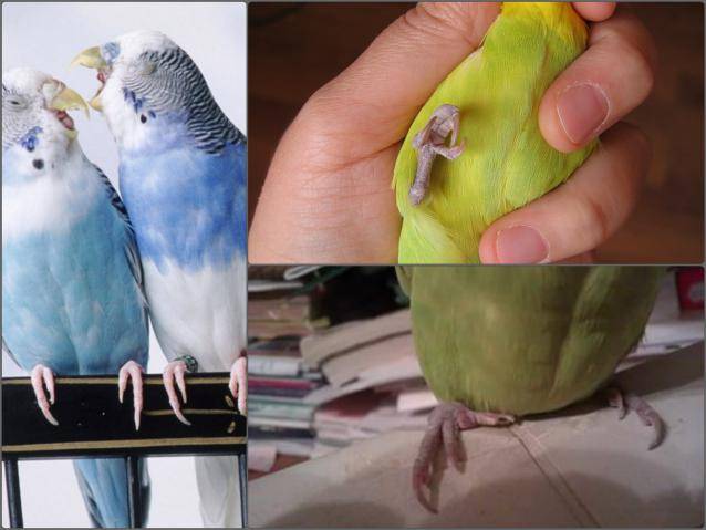 Разведение волнистых попугаев в домашних условиях: советы профессионалов