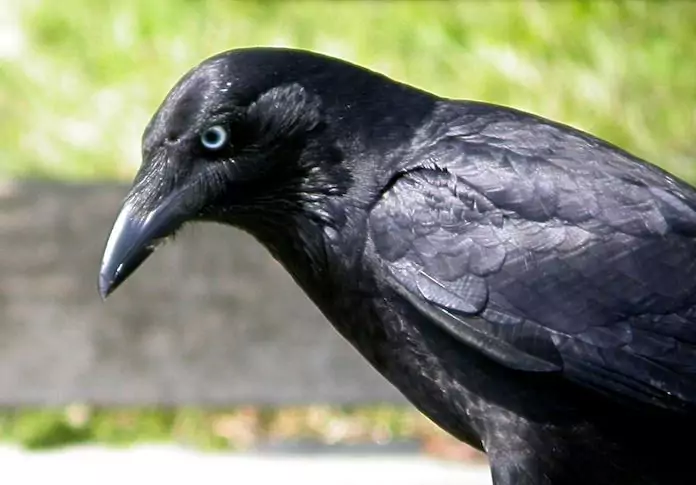 Птица ворона: 125 фото воронов и орнитологическое описание птицы