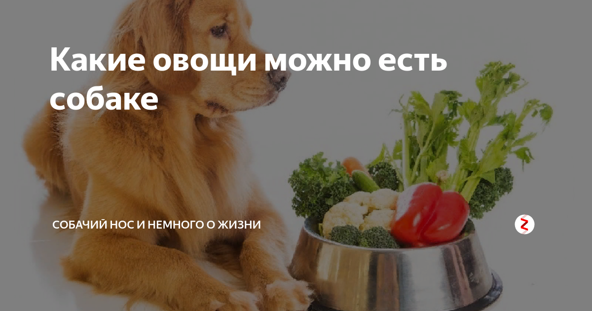 Можно ли давать собаке капусту. Овощи полезные для собак. Что из овощей можно давать собаке. Какие овощи можно есть собакам. Аллергенные фрукты овощи для собак.