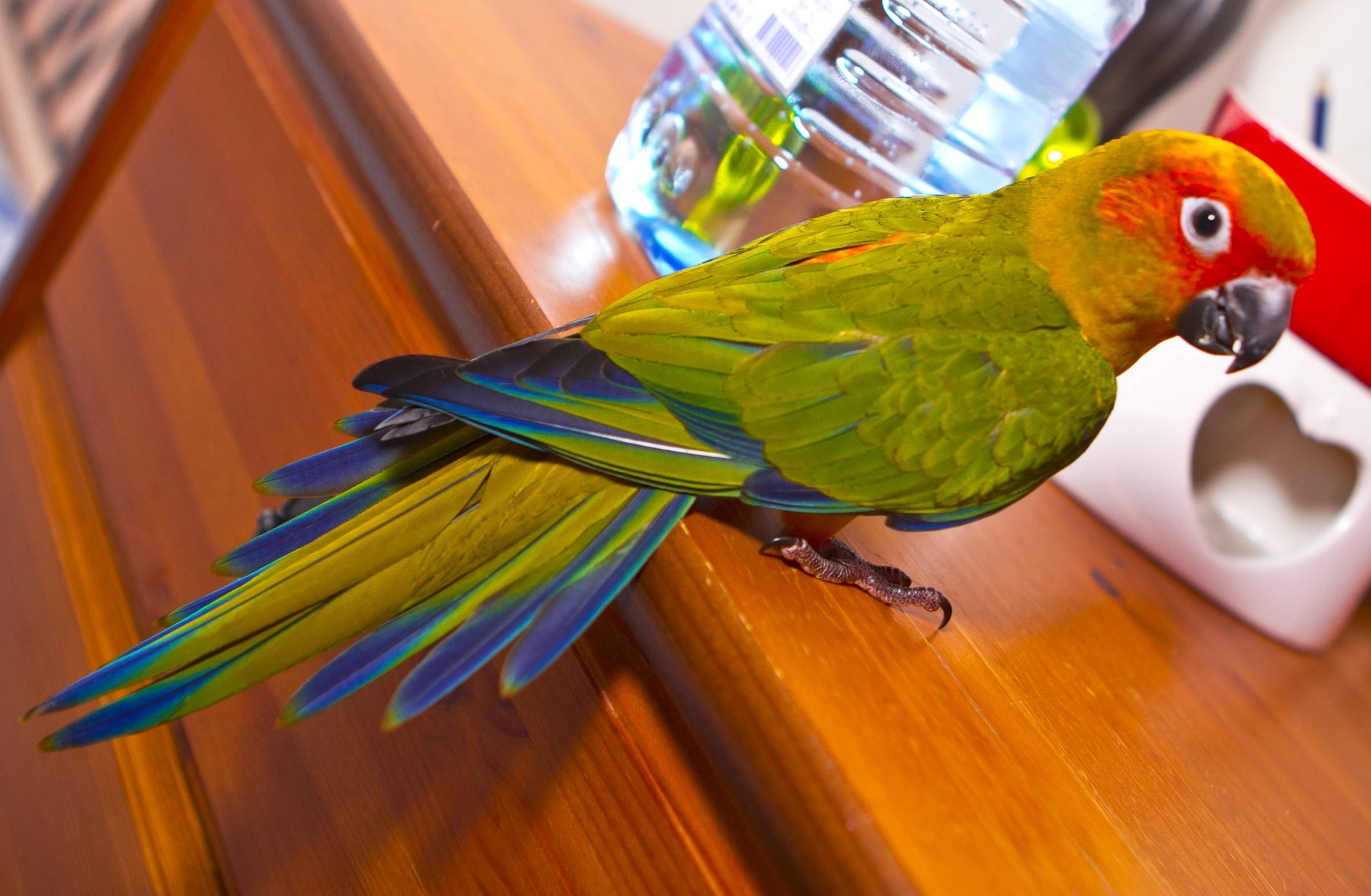 5 видов умных попугаев, которых можно держать дома