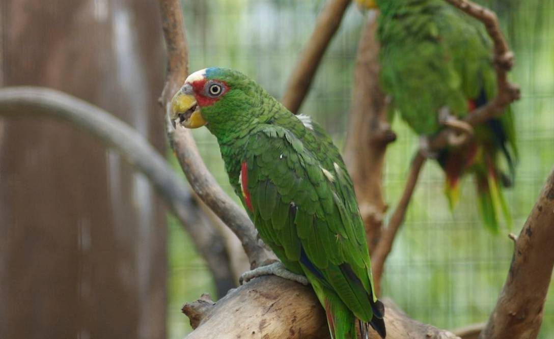 Попугай амазон - виды, уход и содержание в домашних условиях