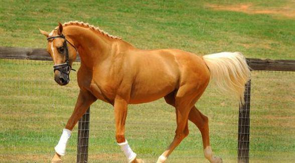 ᐉ самая быстрая порода лошадей в мире - zooon.ru