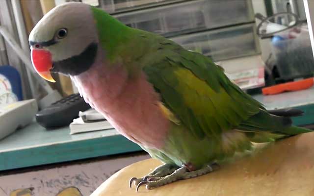 Ожереловый попугай: интеллектуальный питомец