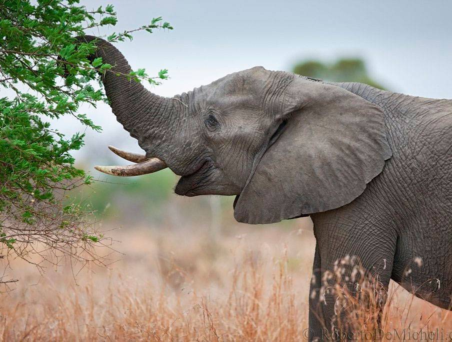 Слоны - информация о видах, ареале, поведении, питании и размножении