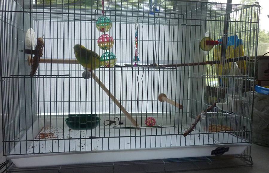 Клетки для волнистых попугаев: как выбрать, размеры, обустройство