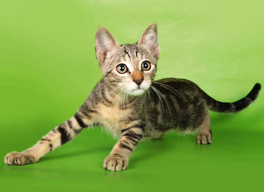 Бразильская короткошерстная кошка