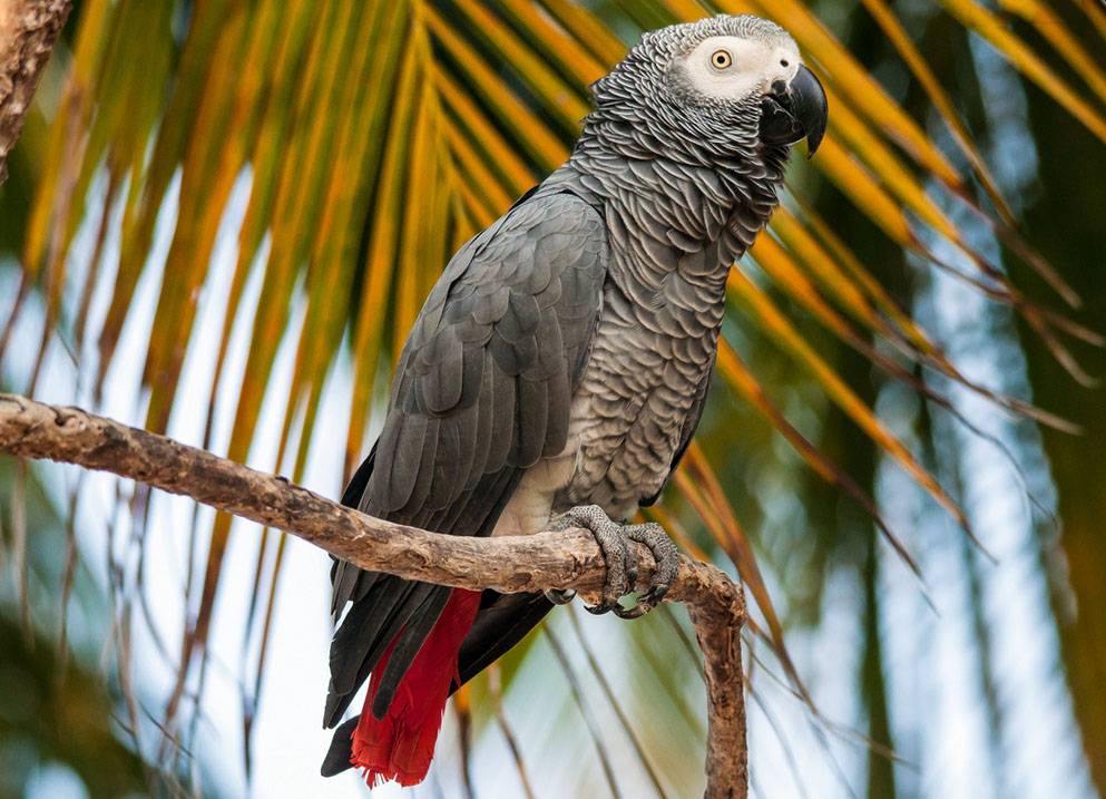 Попугай жако или африканский серый попугай