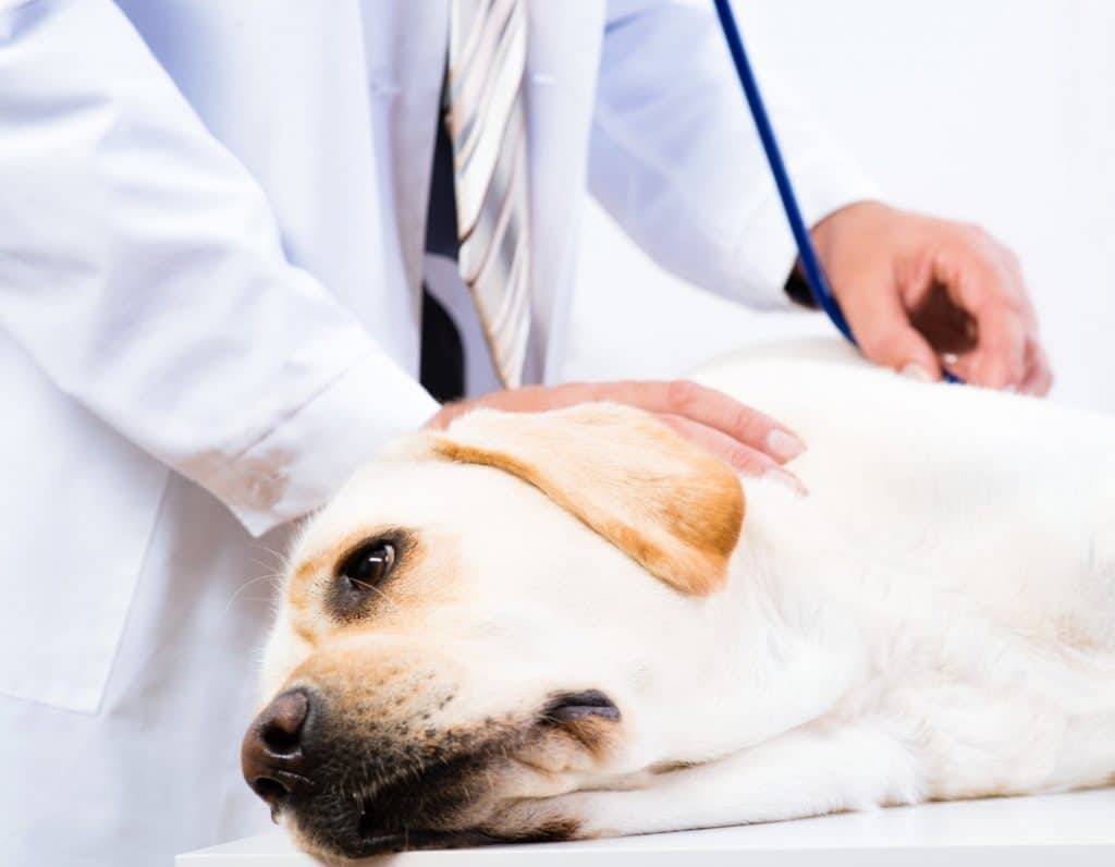 Собаки, пиометра у собак, симптомы заболевания и методы лечения
