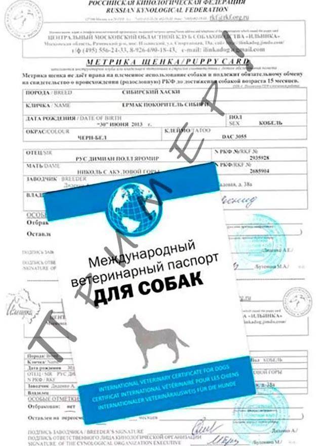 ᐉ как получить родословную ркф для собаки: что это и как сделать документы - kcc-zoo.ru