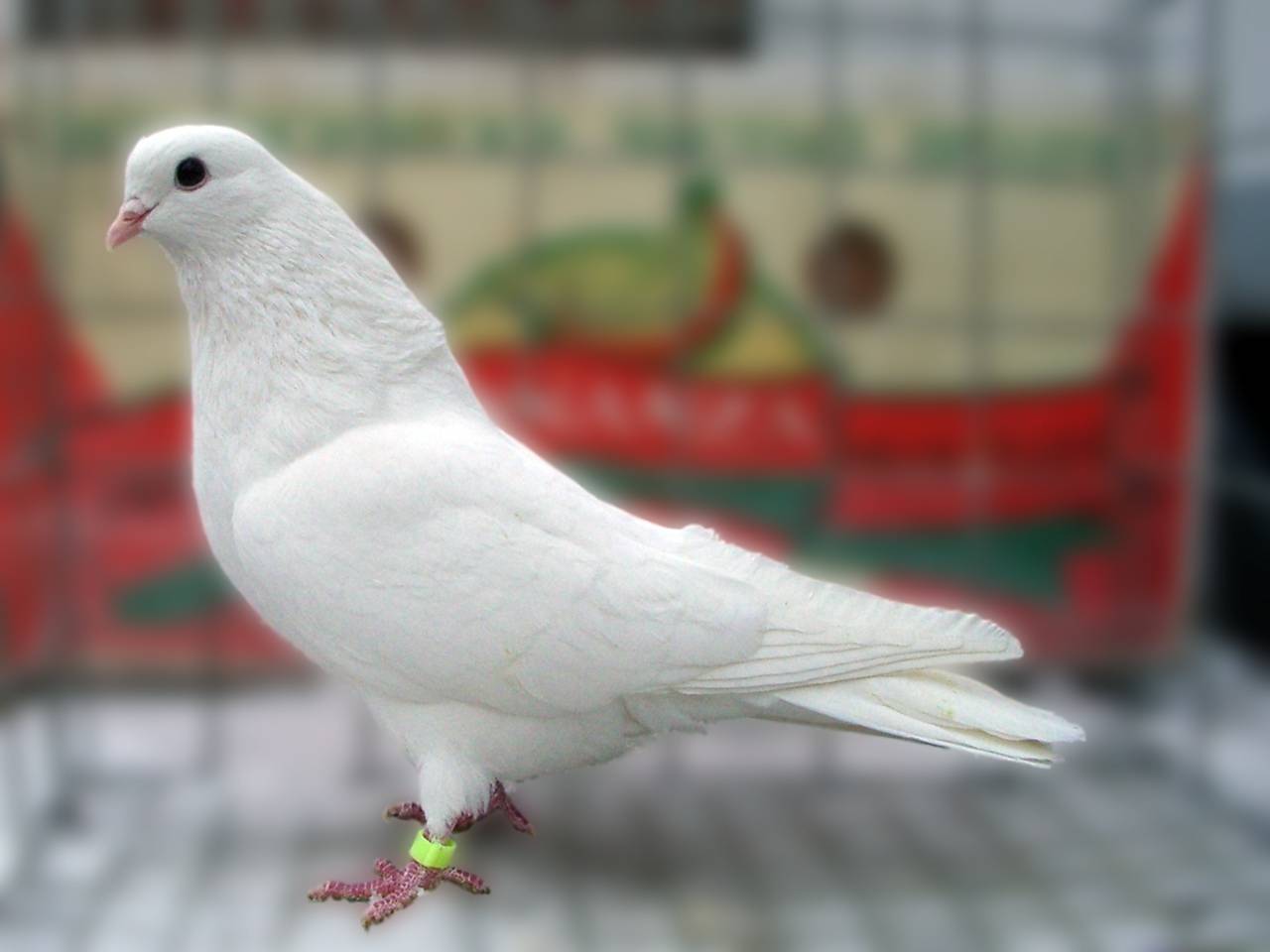 Топ-5 самых примечательных голубей белого окраса