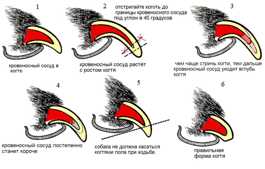 ? как подстричь когти попугаю? описание процедуры подрезания ногтей
