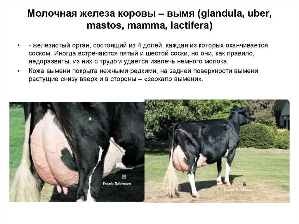 Вымя коровы козы, фото и описание молочной железы