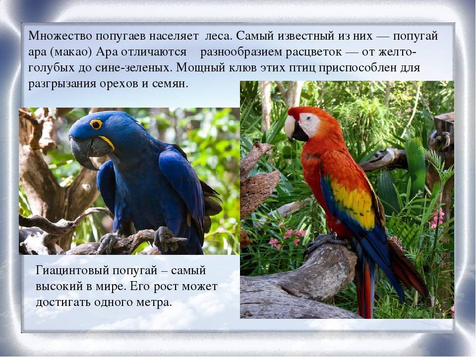 Самые интересные факты о попугаях