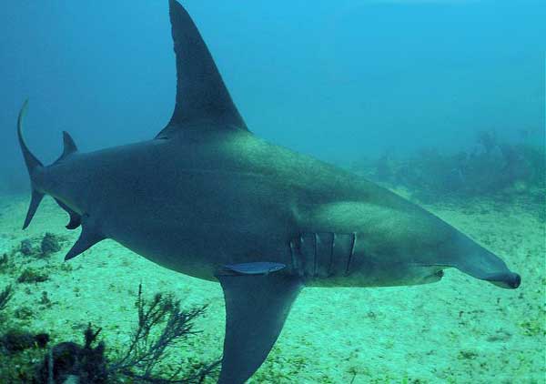 Рыба-молот, или акула-молот (sphyrna zygaena). фото и видео рыбы-молот