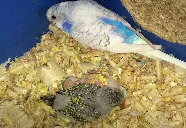 ? птенцы волнистых попугаев: как вылупляются, как выглядят, как кормить