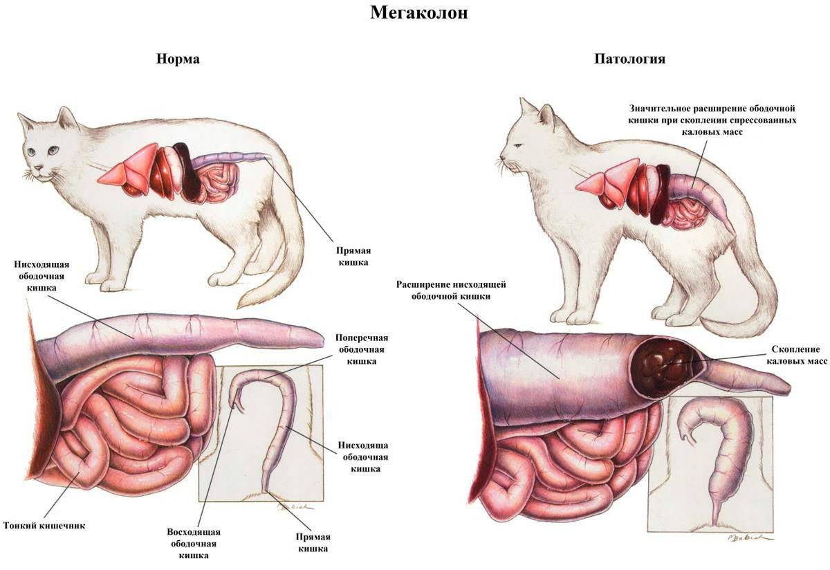 Запор у котенка: причины, симптомы, диагностика, лечение, осложнения | блог ветклиники "беланта"