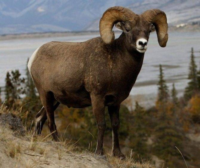 Муфлон - mouflon - abcdef.wiki