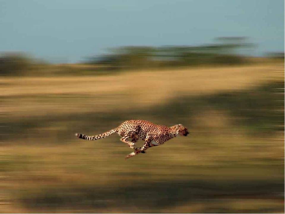 10 самых быстрых животных в мире - 5 мая 2021