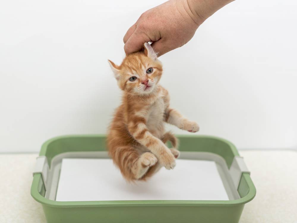 Как приучить котенка к лотку в квартире за 1 день: используя наполнитель или без него