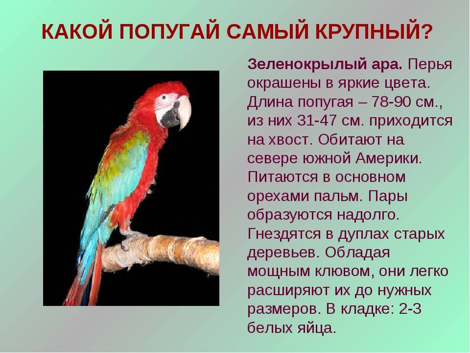 Интересные факты о попугаях корелла