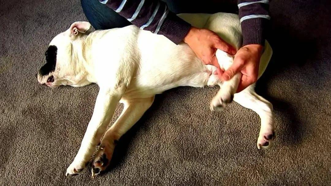 У собаки тонические судороги лап - симптомы и лечение