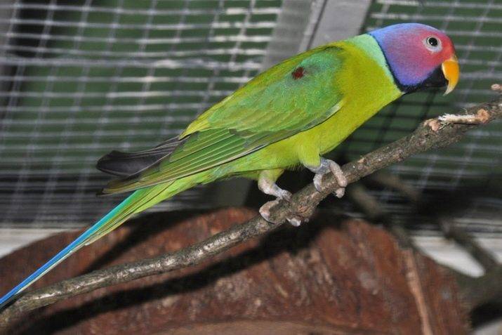 Ожереловый попугай: происхождение, внешний вид, характер и образ жизни, содержание и уход