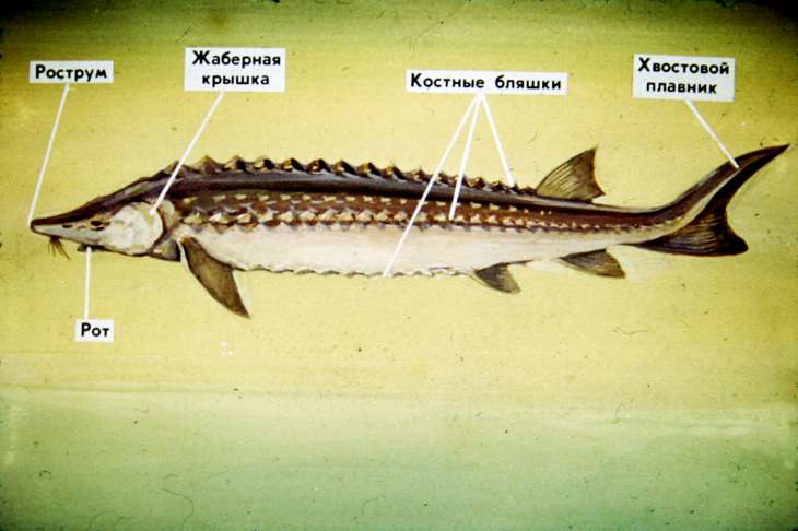 ᐉ список осетровых рыб: названия, описание и фото, какие рыбы относятся - kcc-zoo.ru