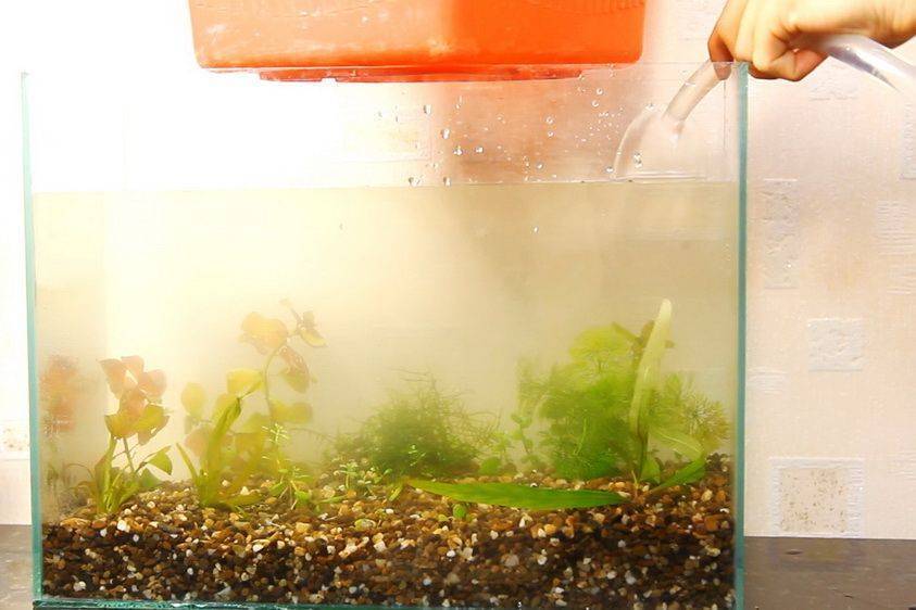 Как часто нужно менять воду в аквариуме