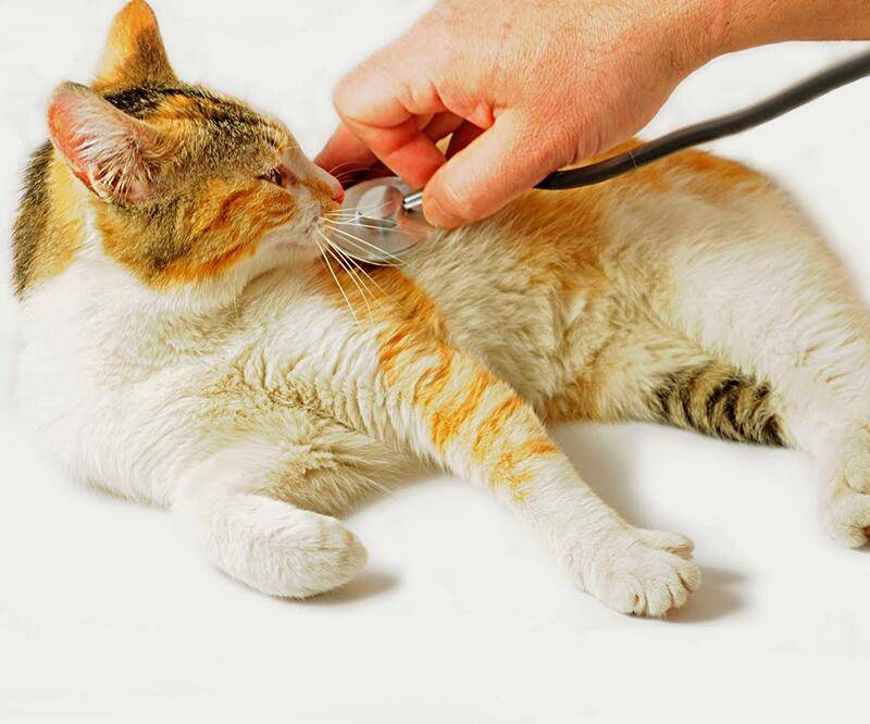 Гастроэнтерит у кошек: лечение, симптомы, как определяется, какой прогноз, восстановление