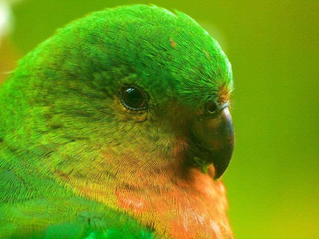 Виды попугаев: все породы, названия, описание и фото