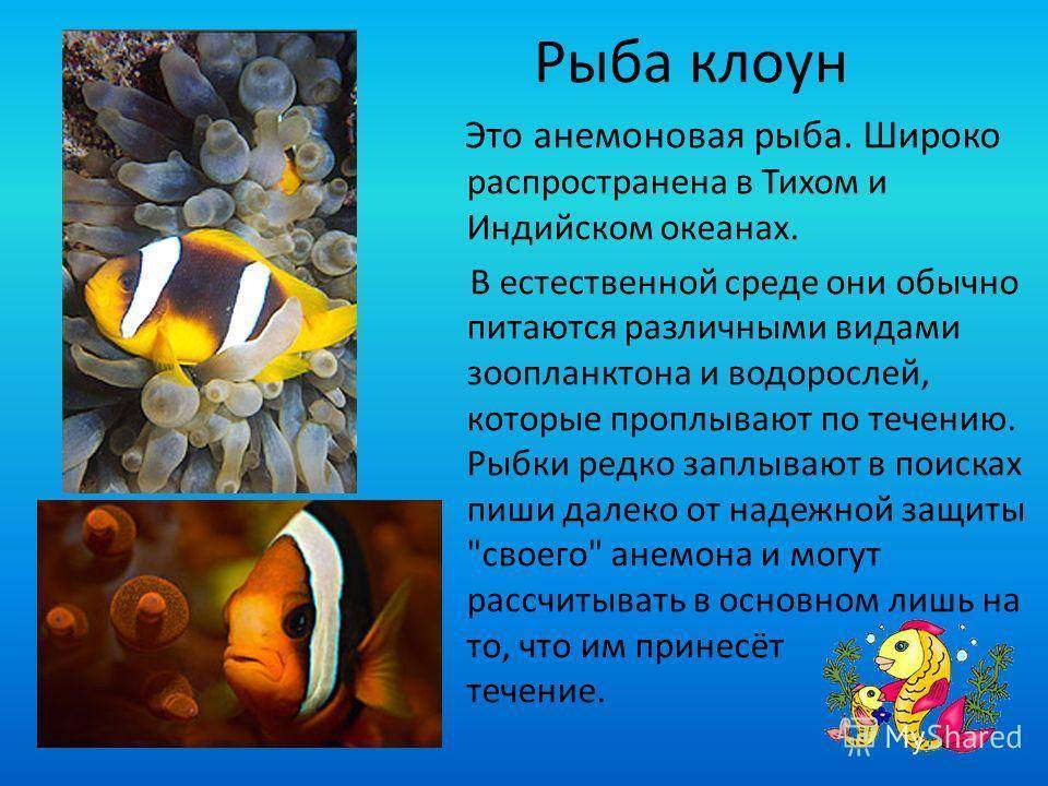 Интересные факты о золотых рыбках