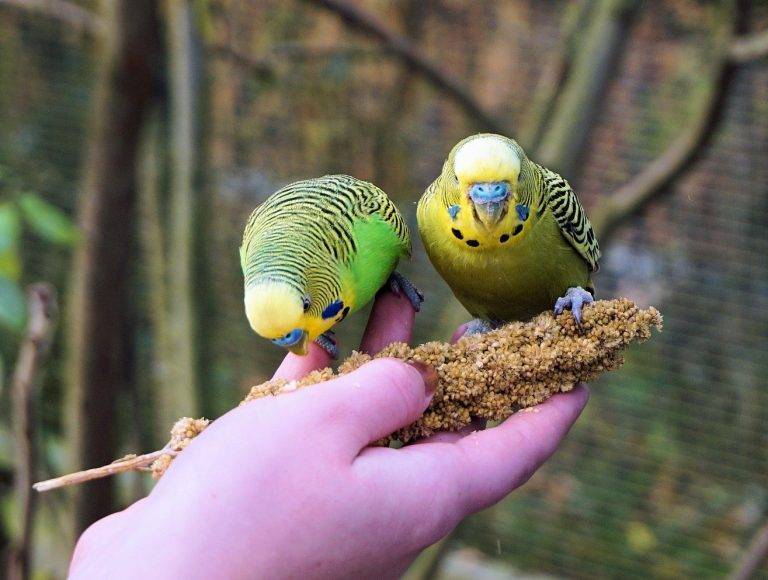 Как приручить волнистого попугая к рукам: можно ли это сделать быстро, разница в приручении к себе между мальчиками и девочками