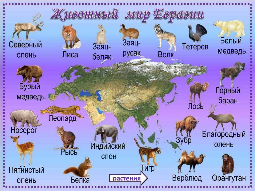 Красная книга россии (окружающий мир) - примеры животных и растений — природа мира