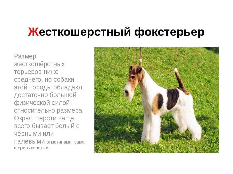 Фокстерьер: описание породы собак, цена щенков