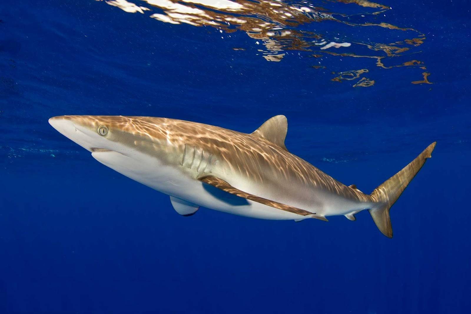 Тупорылая акула – агрессивная и опасная для человека акула-бык: где обитает, фото и видео.
