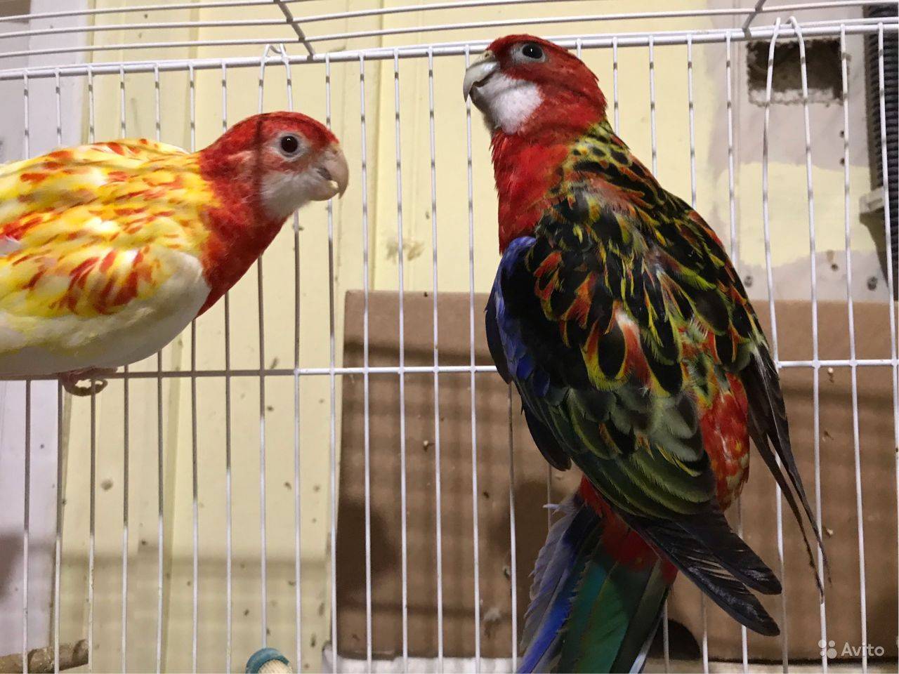 Попугай розелла: уход и содержание в домашних условиях, сколько стоит птица