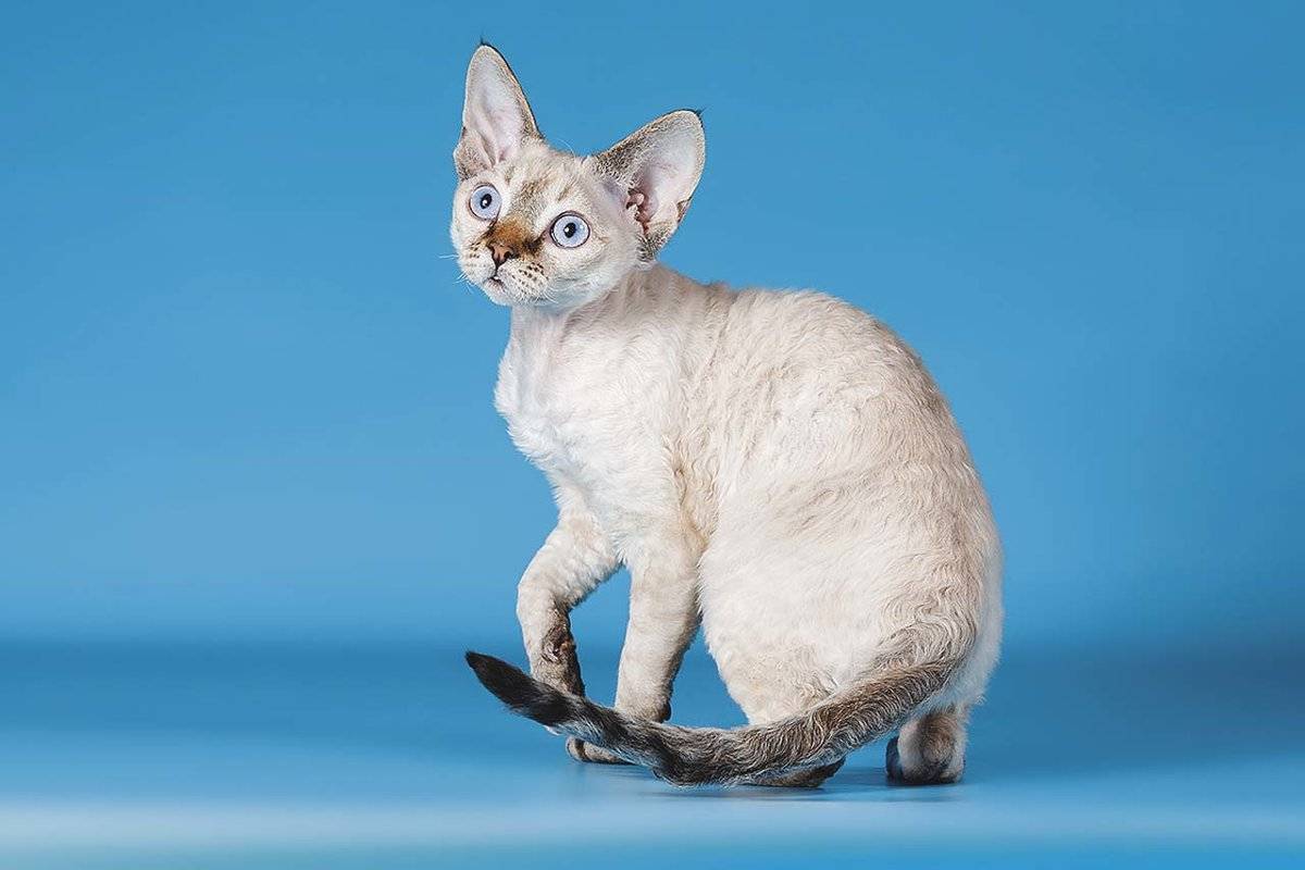 Кошка девон рекс: описание породы, фото, интересные факты - pusiki