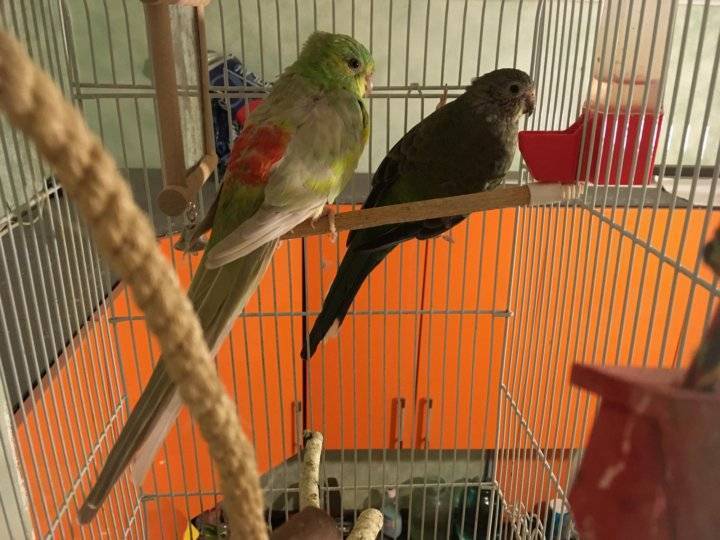 Певчий попугай: содержание, разведение в домашних условиях, как поют, фото