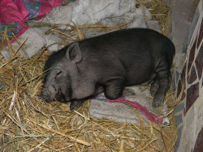 Вислобрюхая вьетнамская свинья: описание породы, особенности содержания и кормления