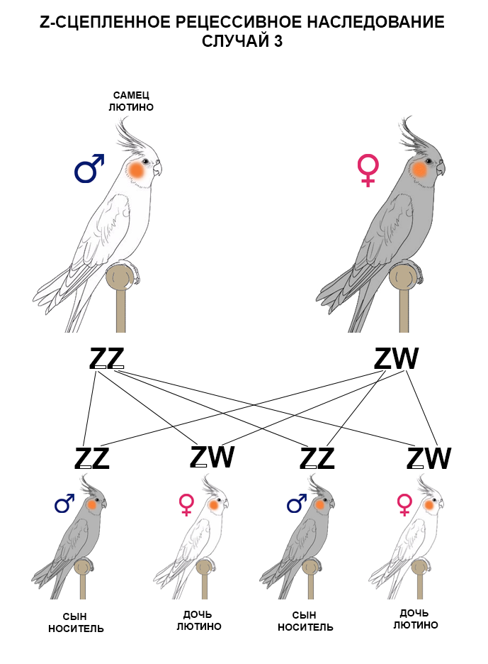 Как определить пол и возраст попугая "корелла"?