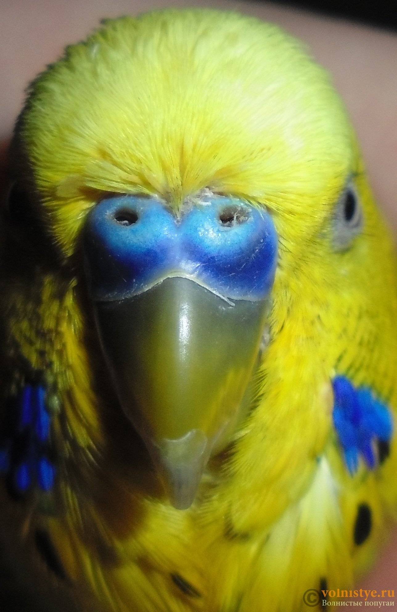 Волнистый попугай чихает: простуда или проблемы с легкими?