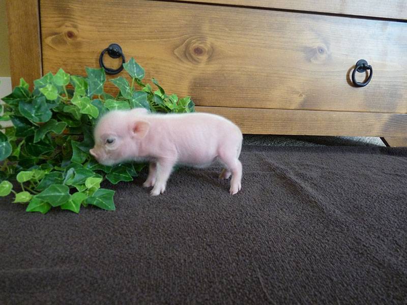 Мини-пиг — декоративная свинья в вашем доме