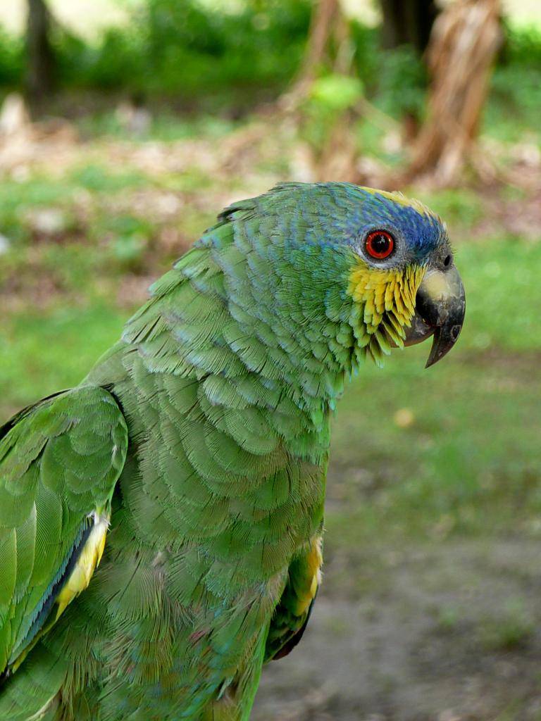 Попугай амазон: описание, сколько живут, где обитают, чем питаются
