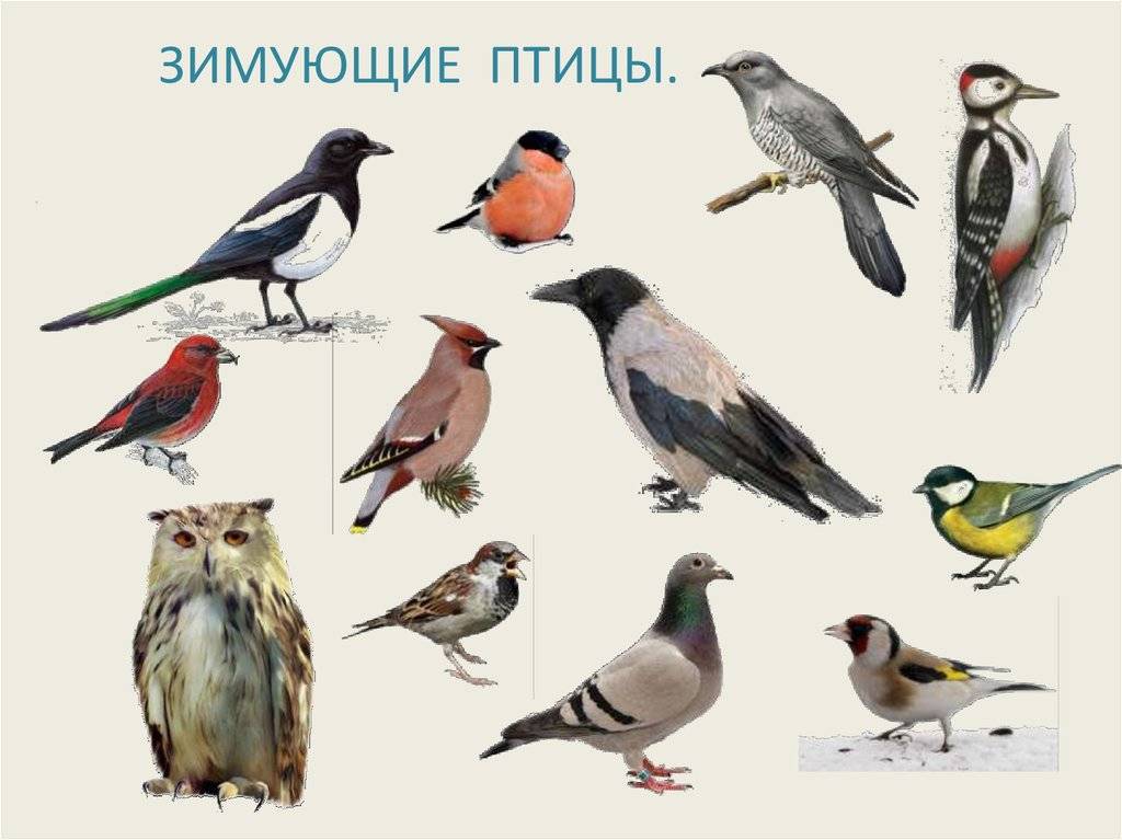 Зимующие и перелетные птицы - презентации и картинки