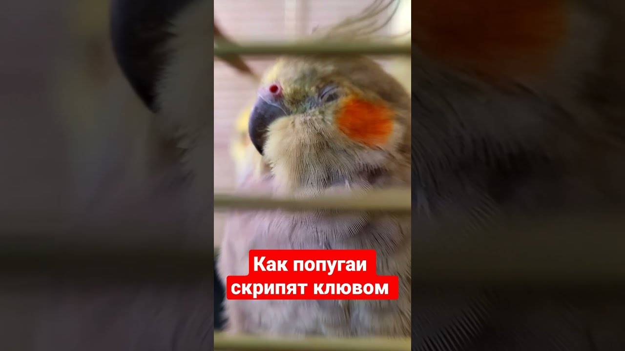 Попугай бегает по клетке и кричит: почему, что делать, как отучить