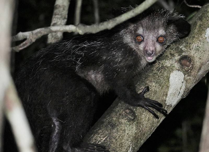 Мадагаскарская руконожка - фото, особенности причудливой зверушки