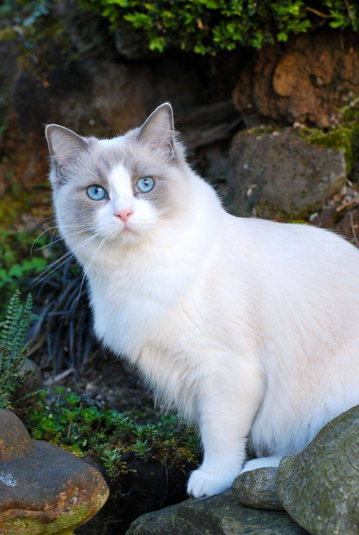 Охос азулес - голубоглазая кошка